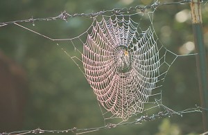 WEB
