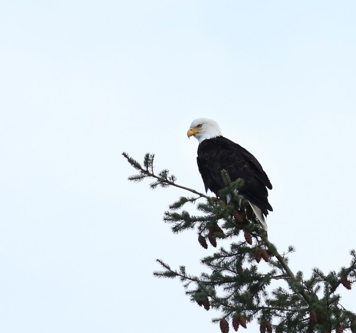 wr-bald-eagle