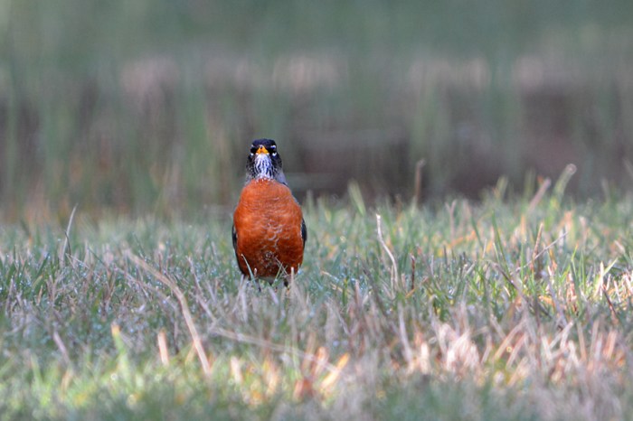 American Robin
