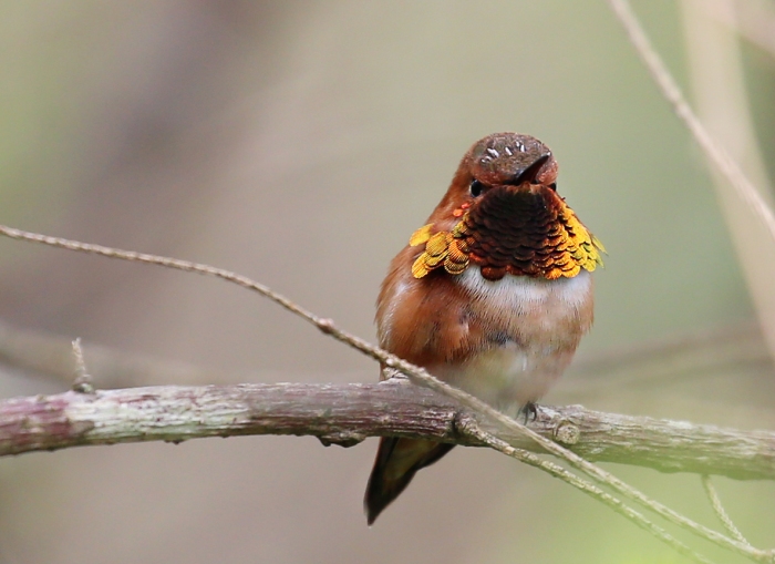 Rufous hummingbird2