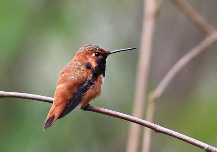 rufous hummingbird4