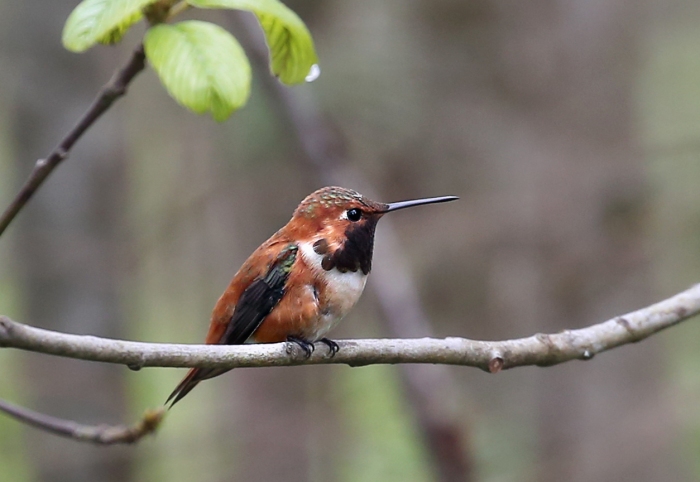 Rufouse hummingbird3