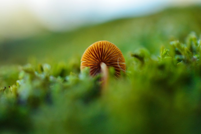 mushroommacro