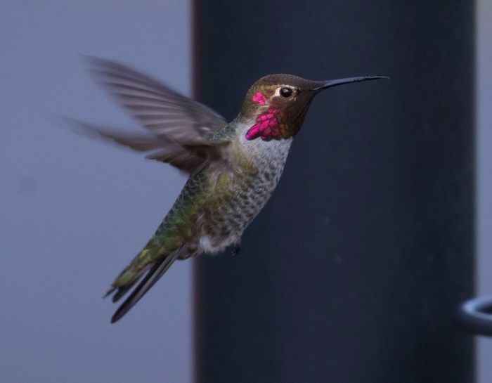 Annas Hummingbird